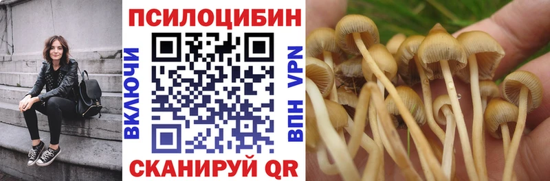 купить наркотики сайты  Прохладный  Галлюциногенные грибы Psilocybine cubensis 